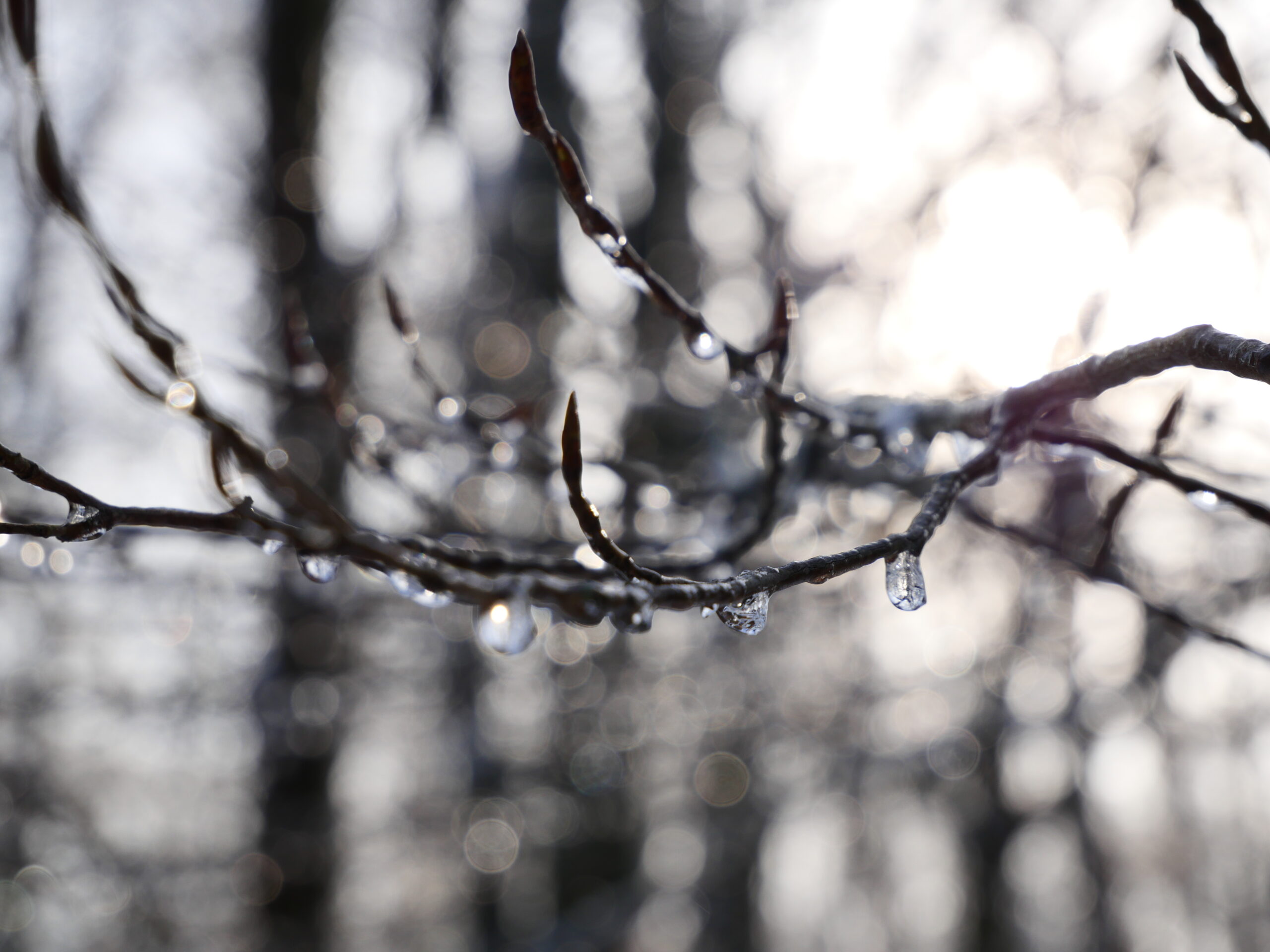 Photo d’une branche d’arbre en hiver sur laquelle pendent des gouttes d’eau gelées.