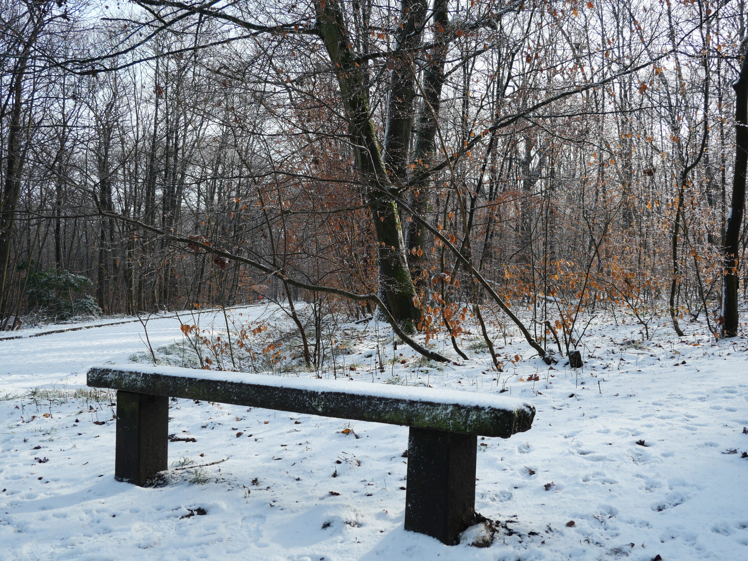 Photo d’un banc dans une forêt enneigée.