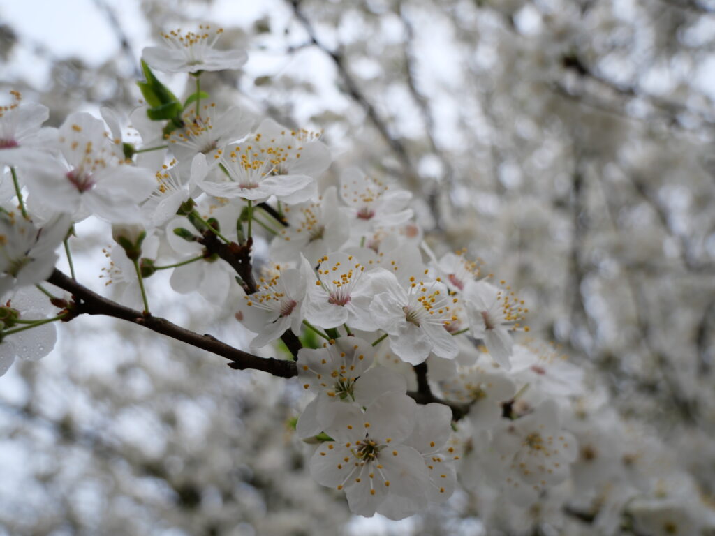 Photo d'une branche d'arbre en fleur (blanches).