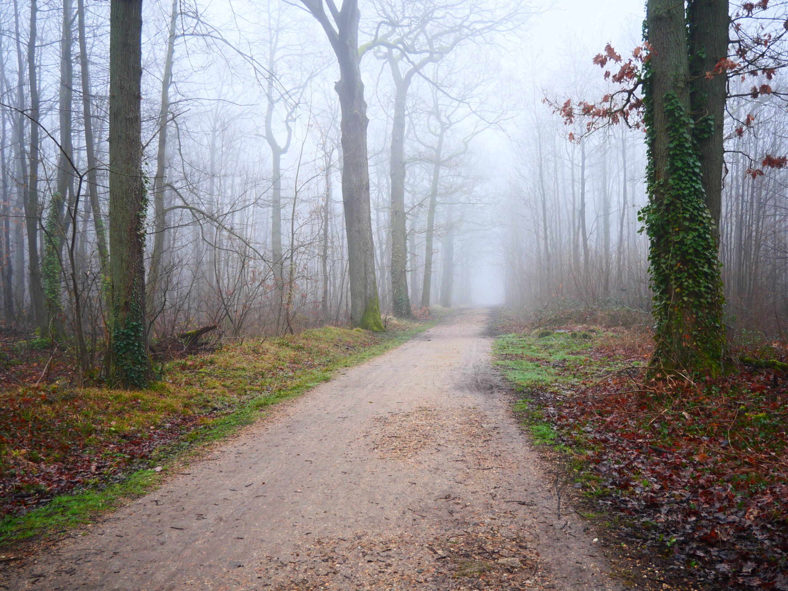 Photo d'un chemin de forêt embrumé.