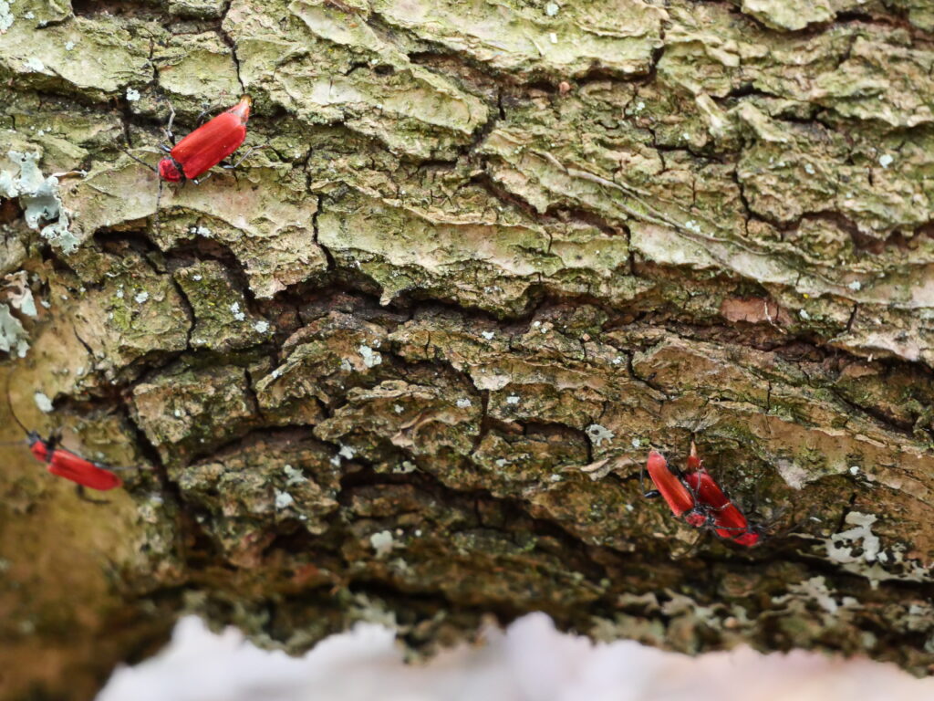 Photo de petits insectes rouges sur un tronc d’arbre.