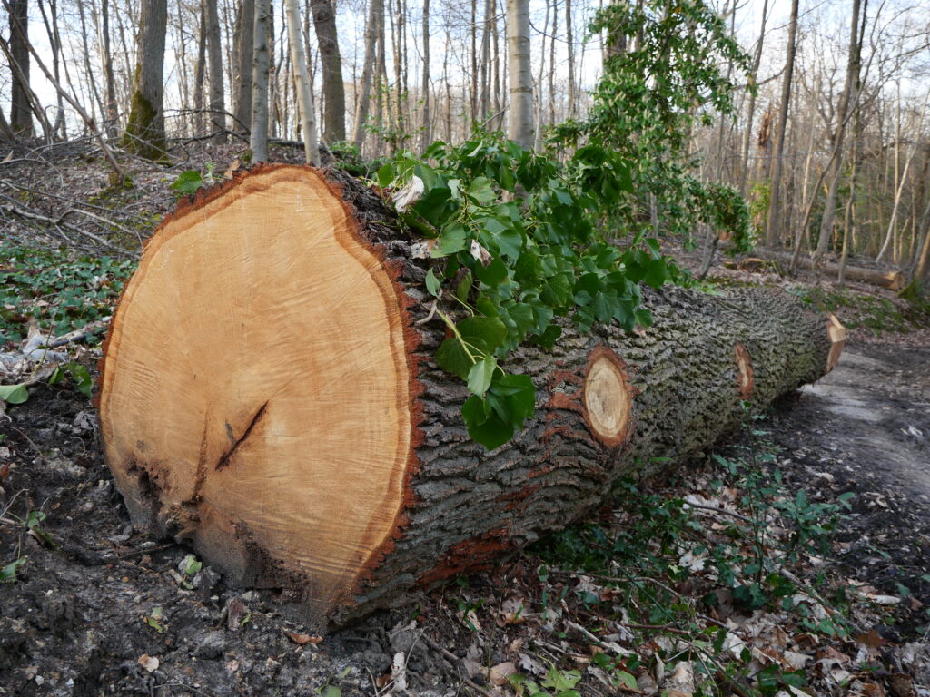 Photo d’un très gros tronc d’arbre abattu, gisant sur le sol.