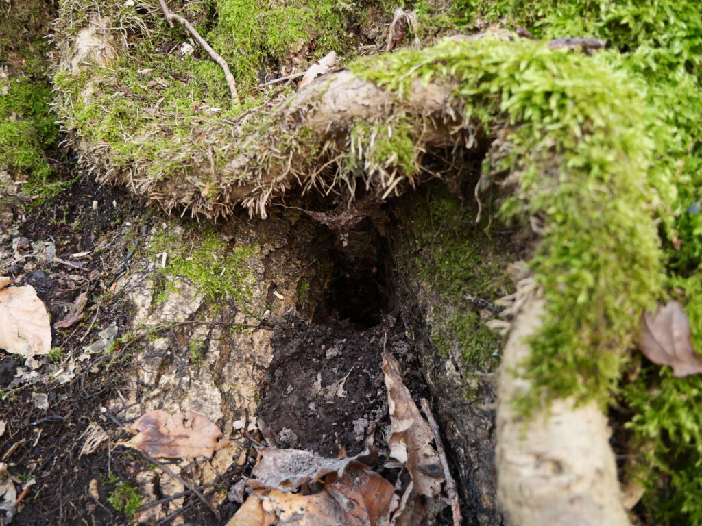 Photo macro d’un trou présent entre la terre et le tronc d’un arbre.