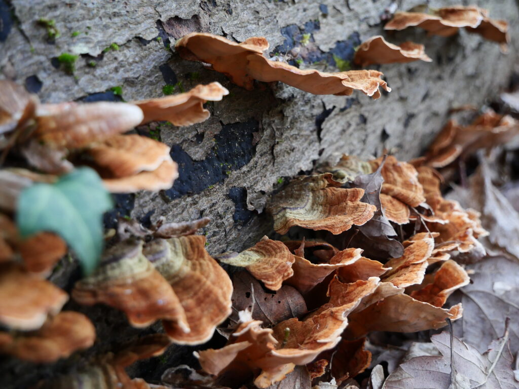 Photo macro de champignons qui poussent sur un tronc d’arbre au sol.