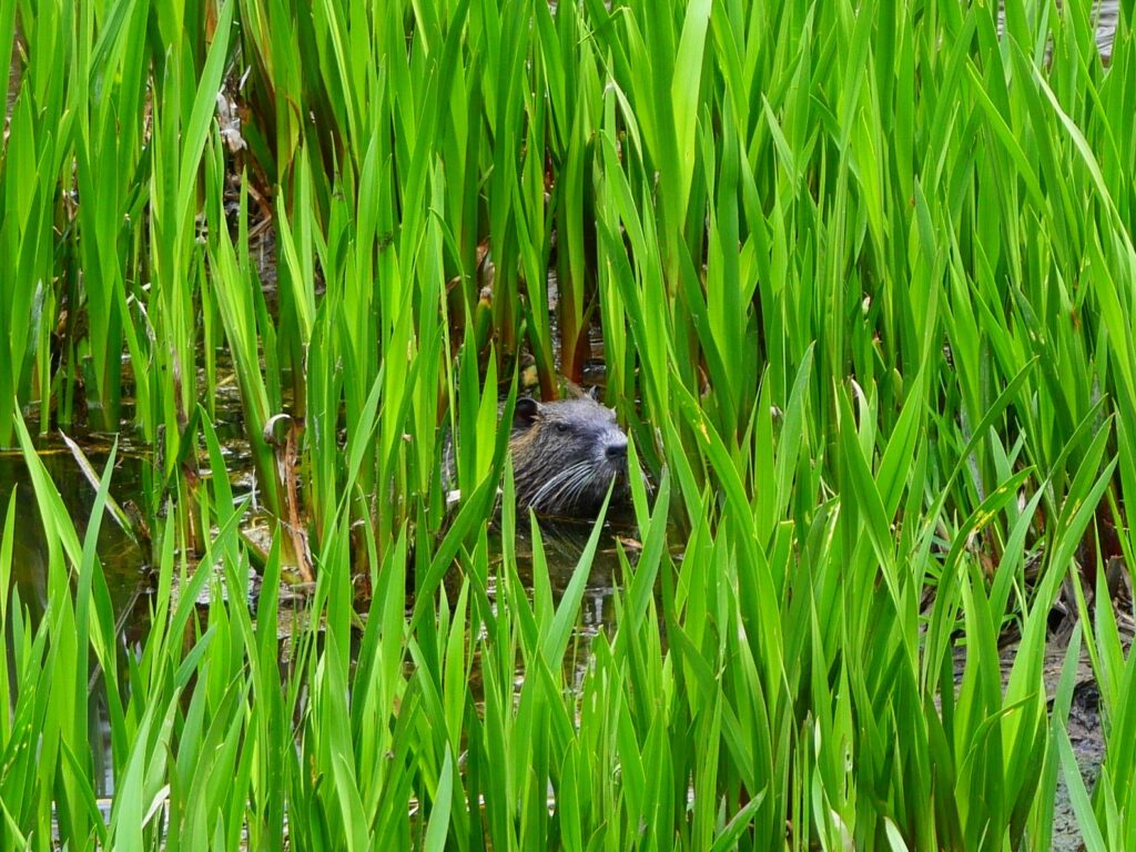 Photo sur laquelle un ragondin sort sa tête de l'eau au milieu des plantes vertes d'un étang.
