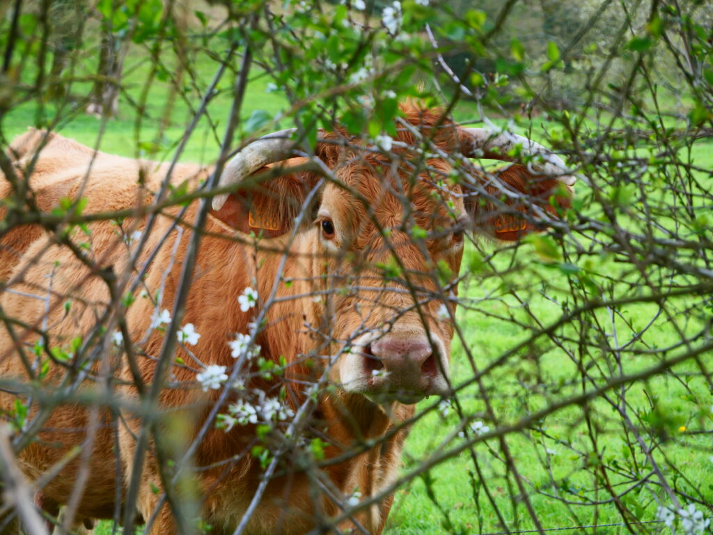 Photo d’une vache derrière des branches.