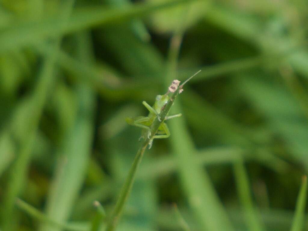 Photo rapprochée d'un petit insecte vert qui semble être une mini-sauterelle. Cet insecte boit une goutte d'eau au bout d'un brin d'herbe.